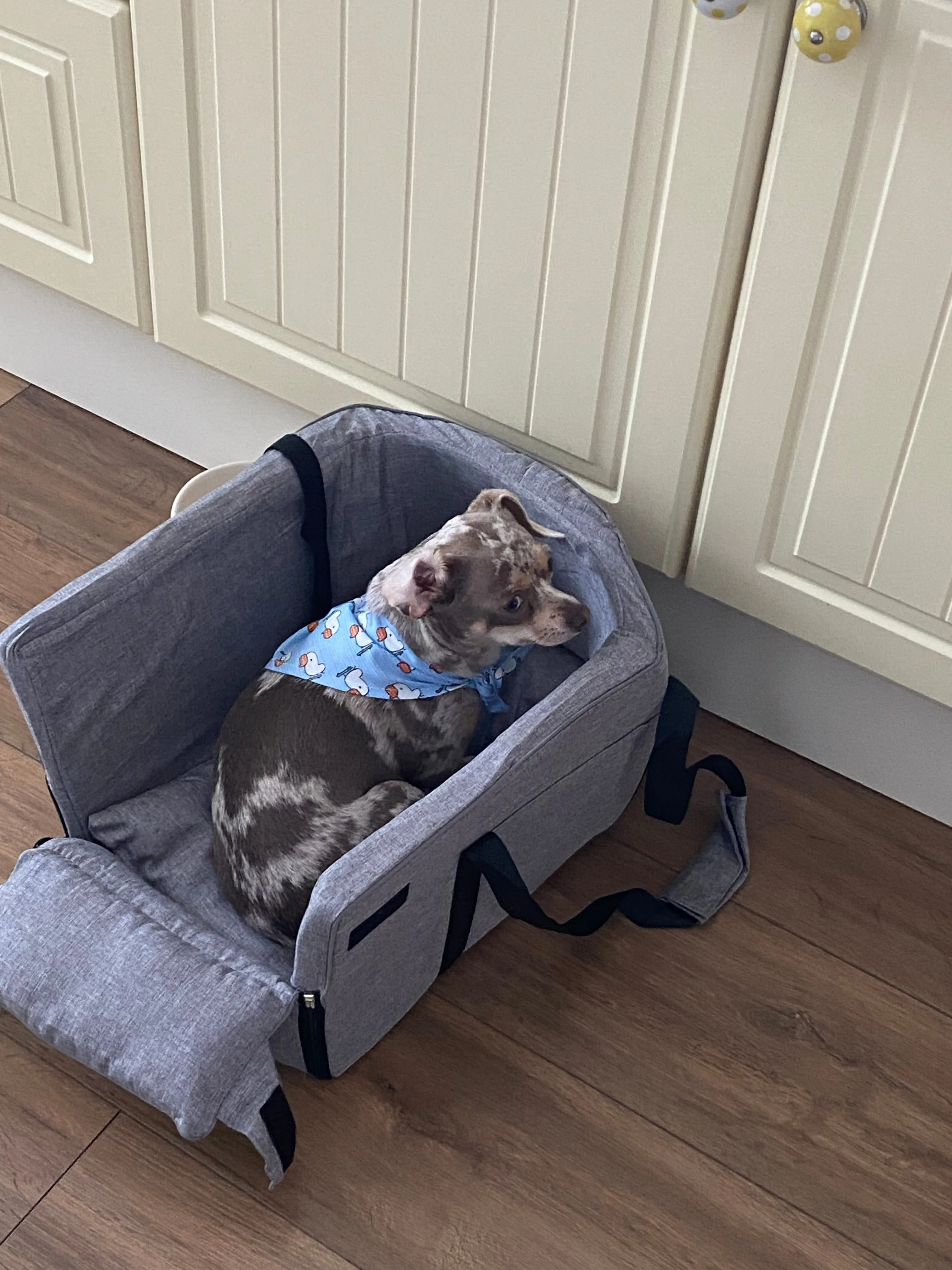 Julibee Console Dog Car Seat